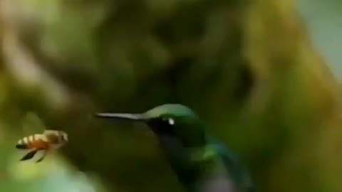 One Bee Attack Humming bird