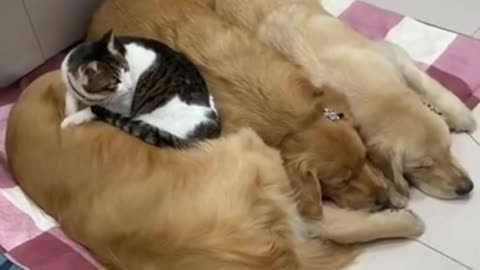 cute cat sleeping among cute dogs