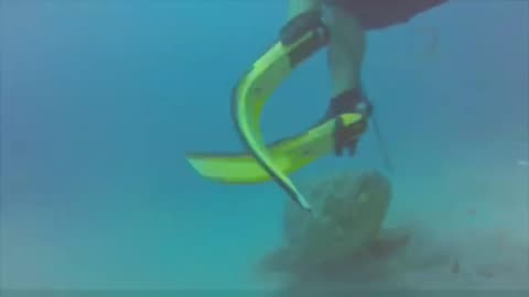 Goliath Grouper Attacks Diver 😱