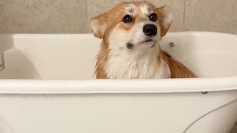 Corgis are dramatic af