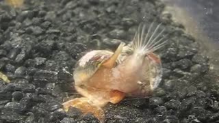 Cone Snail video