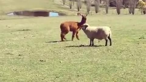 Alpaca vs sheep fight