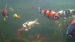 koi and goldfish pond 230115 - pondcam-1