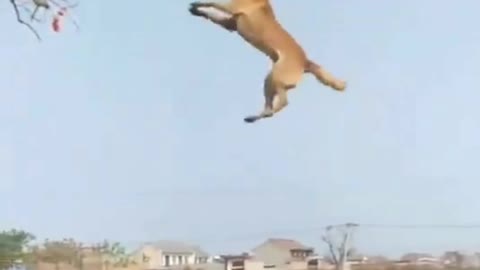 😱Dog Stunt Viral Video