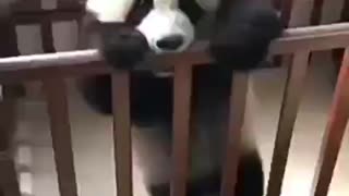 Baby Panda tries to escape the crib