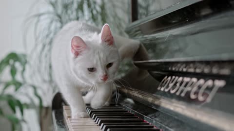 the pianist cat