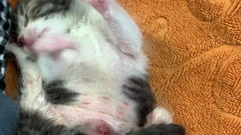Baby cat's first grooming.