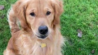 Golden retriever barks for his tennis ball