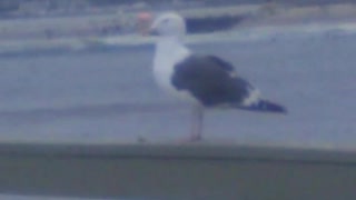 Seagull standing still on the Ocean Beach Pier
