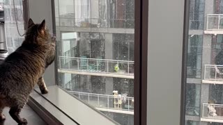 Cat Enjoys Chicago's First Snow