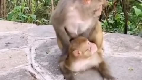 Cute and adorable monkey