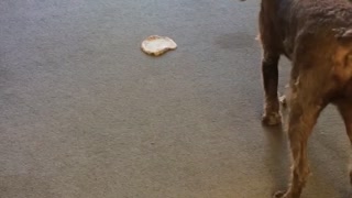 Dog playing around with tortilla