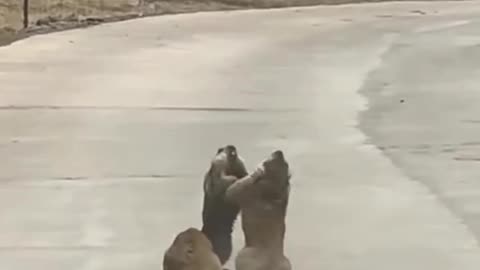 Most Funny Animal Fight 😂