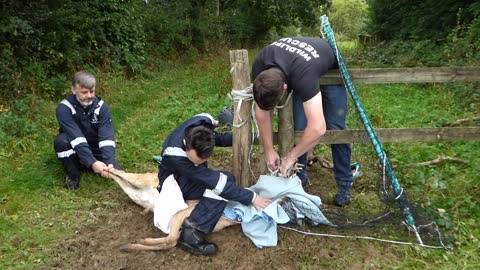 Fallow Deer Rescued from fence at High Hurstwood
