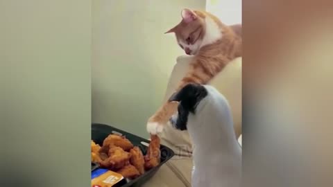 Funny cats can do it!