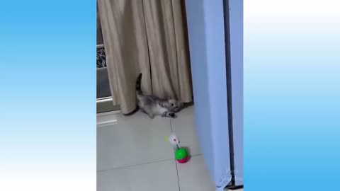 Funny cats (try no to laugh)