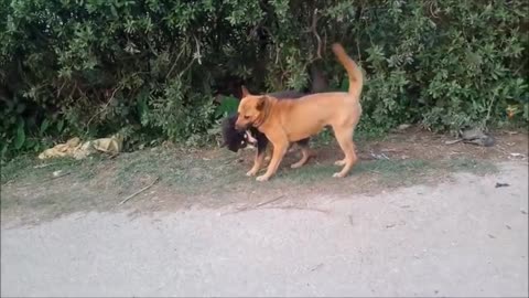Indian dog dangerous fighting!!
