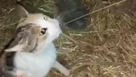 Dog and Cat Drink milk From Cow