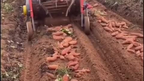 amazing sweet potato harvesting machine #shorts #harvesting #youtubeshorts #viral