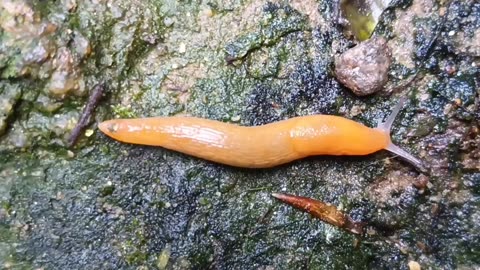 Red Slug