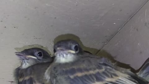 Eastern Phoebe Nest