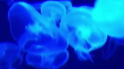 Group of Very Beautiful Blue Jellyfishes #shorts #viral #shortsvideo #video