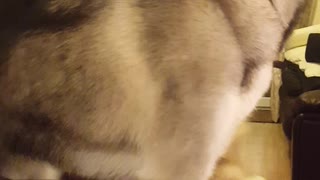 Husky tries to get on couch and falls off
