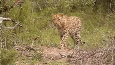 Leopard And Lizard Fighting In The Jungle Leopard VS Lizard Animals Galaxy Video