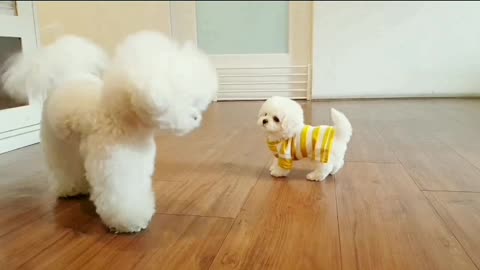 Cute puppies doing funny things