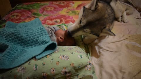 Husky helps to take care of the baby