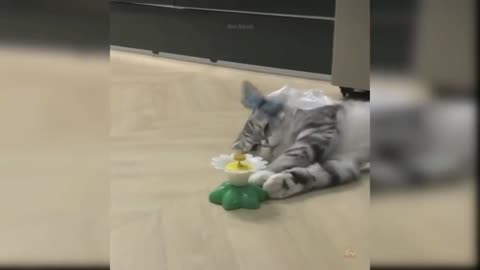 Cat playing with butterfly.