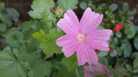 Tree Mallow