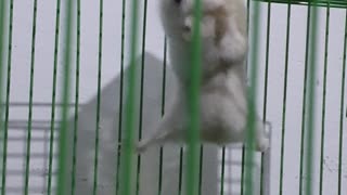 Acrobatic Hamster Trains in Cage