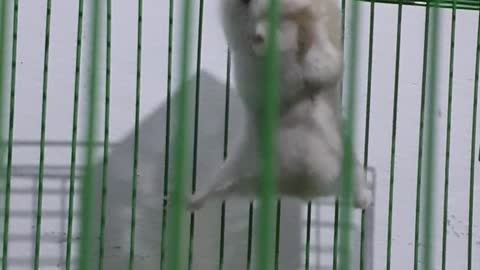 Acrobatic Hamster Trains in Cage