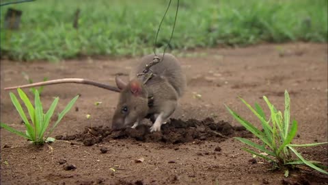 Rats Save Humans From Landmines | Extraordinary Animals | Series 2 | Earth