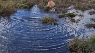 Nala playing in water