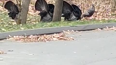 A rafter of turkeys escaping thanksgiving dinner