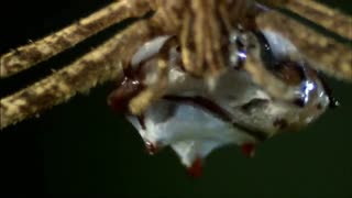 Monster Bug Wars: Ogre Faced Spider Strike