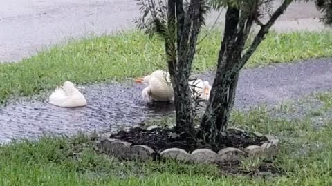 Ducks and hurricane