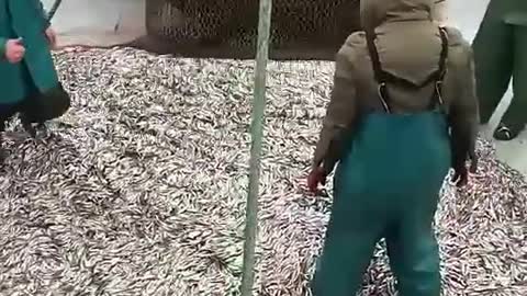 Killing small fishs