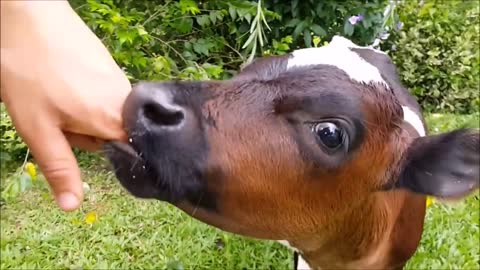 Video Funny 2021 of ox and cute calves.
