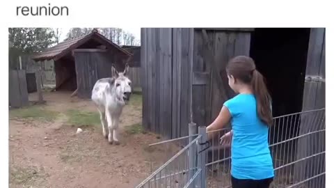 THIS GIRL FROM GERMANY HELPED RAISE THIS DONKEY WHEN HE WAS BORN THIS WAS THEIR REUNION