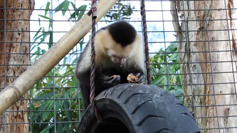 White Faced Capuchin at Poggi's Animal House