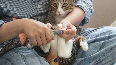 Trimming Cat's Nails