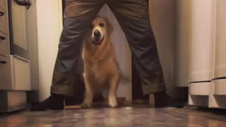 Golden Retriever practices newly learned trick