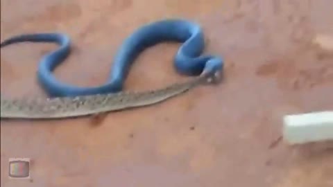 Blue Indigo Snake Eating Rattlesnake
