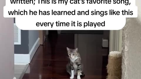 cat singing