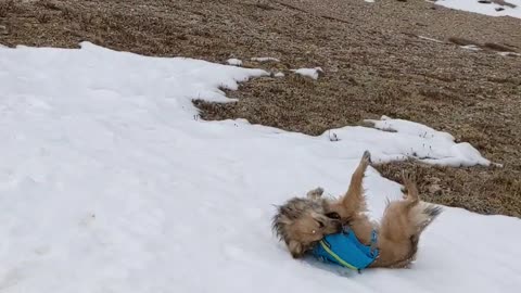 A happy dog playing in the snow.😅