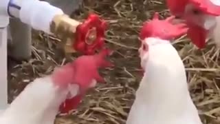the chicken doesn't understand