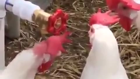 the chicken doesn't understand